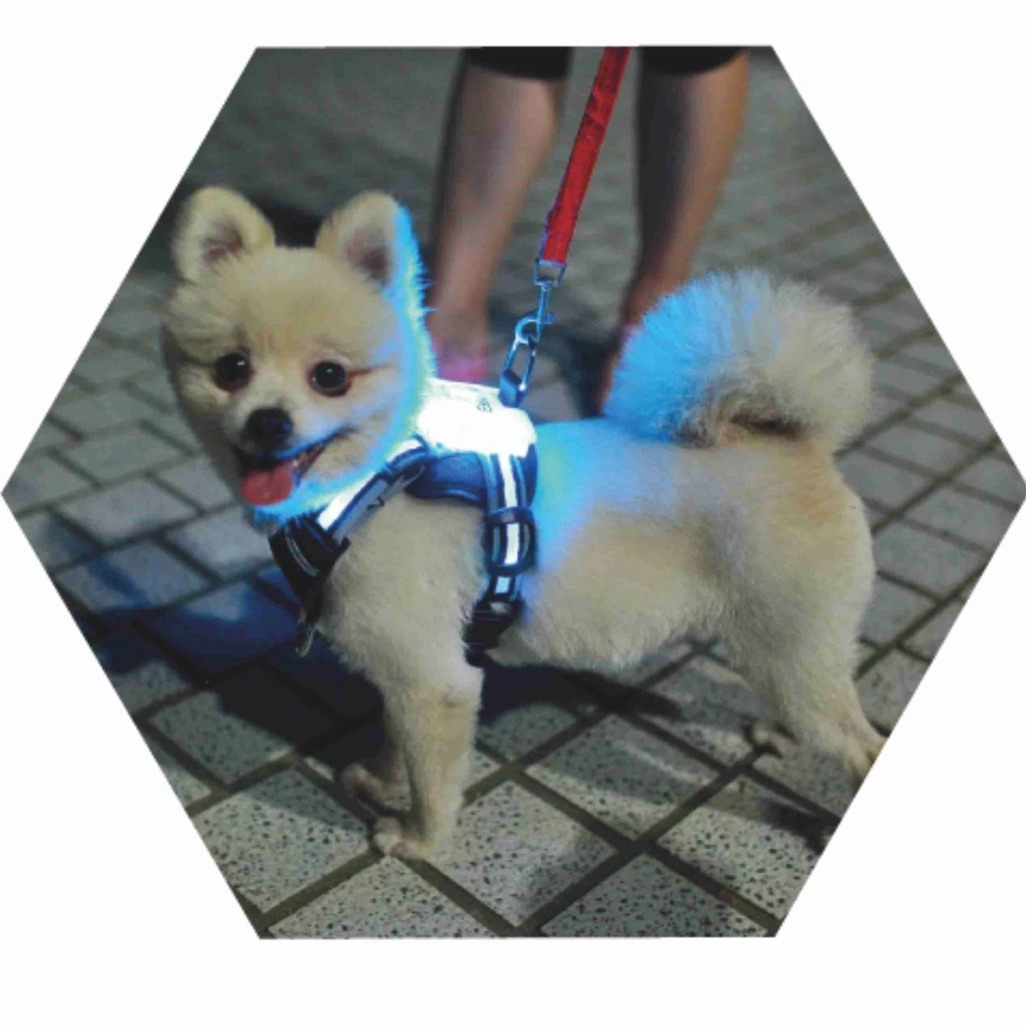 

CC Dog Led Simon Harness 7 color in 1