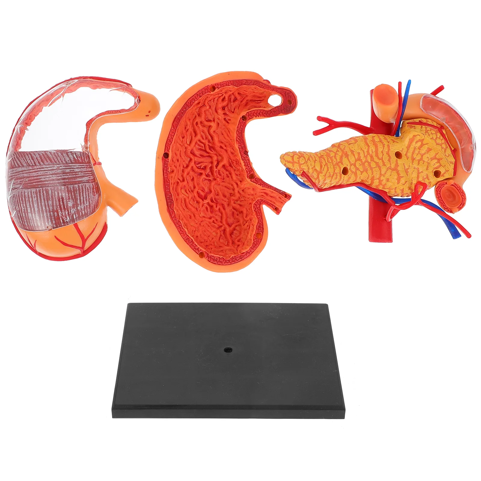 

Human Body Organ Anatomy Model Toddler Plastic Teaching Demonstration Equipment