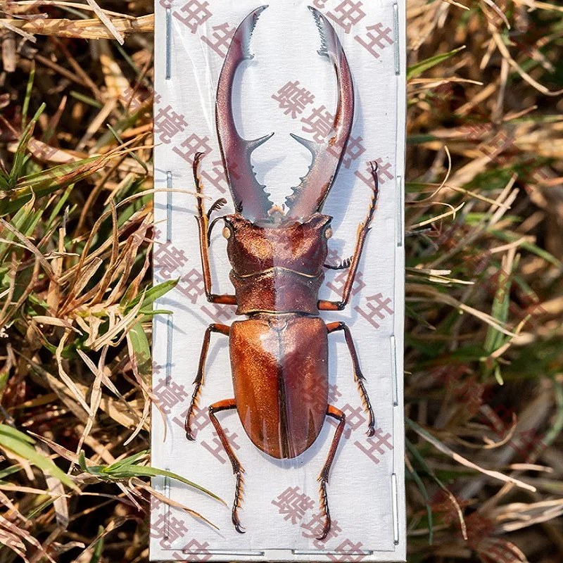 

Статуэтка жука Cylomatus tarandus tarandus