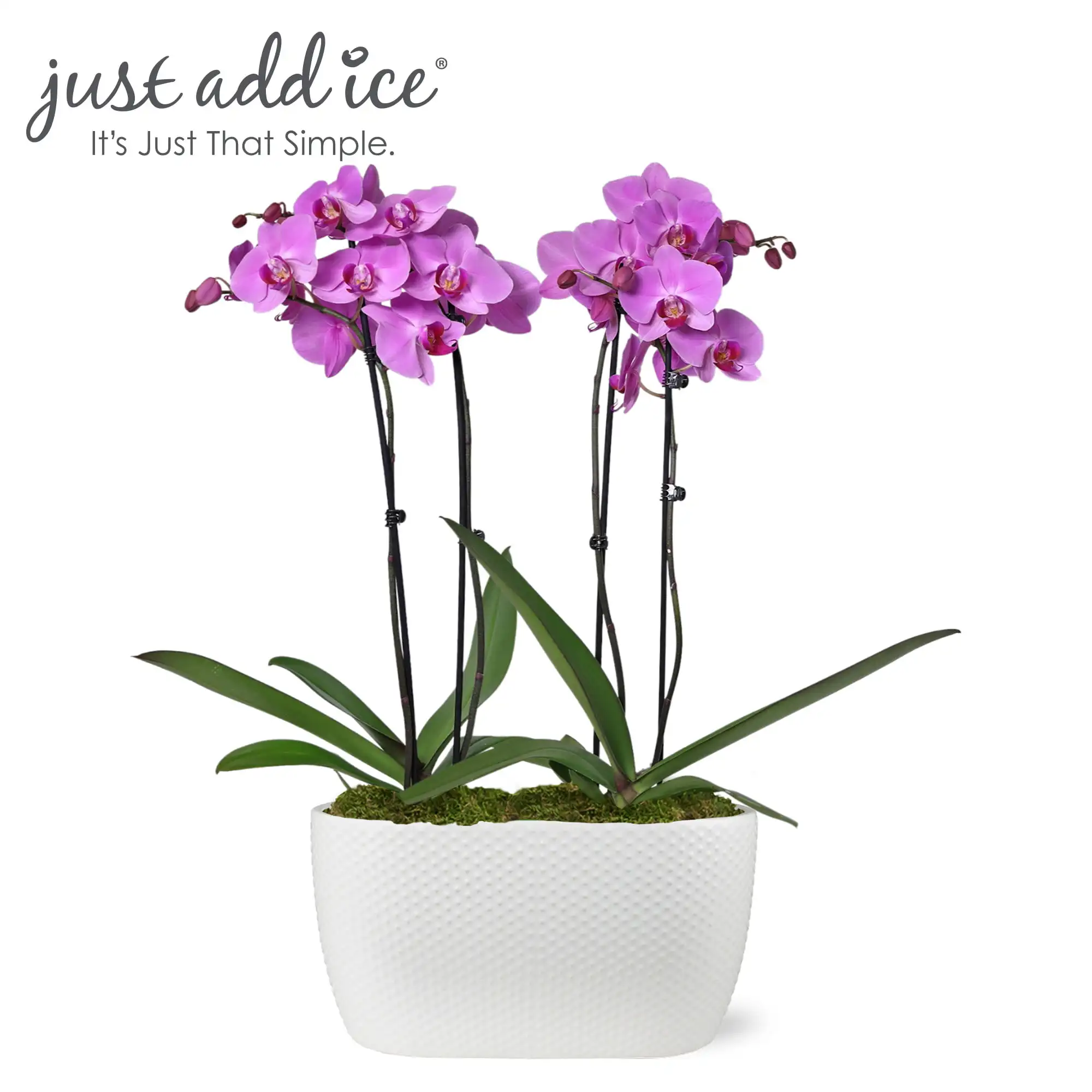 

Just Add Ice 16-30" Pink Premium Orchid Duo Live Plants in 10" White Dot Ceramic Planter, House Plant