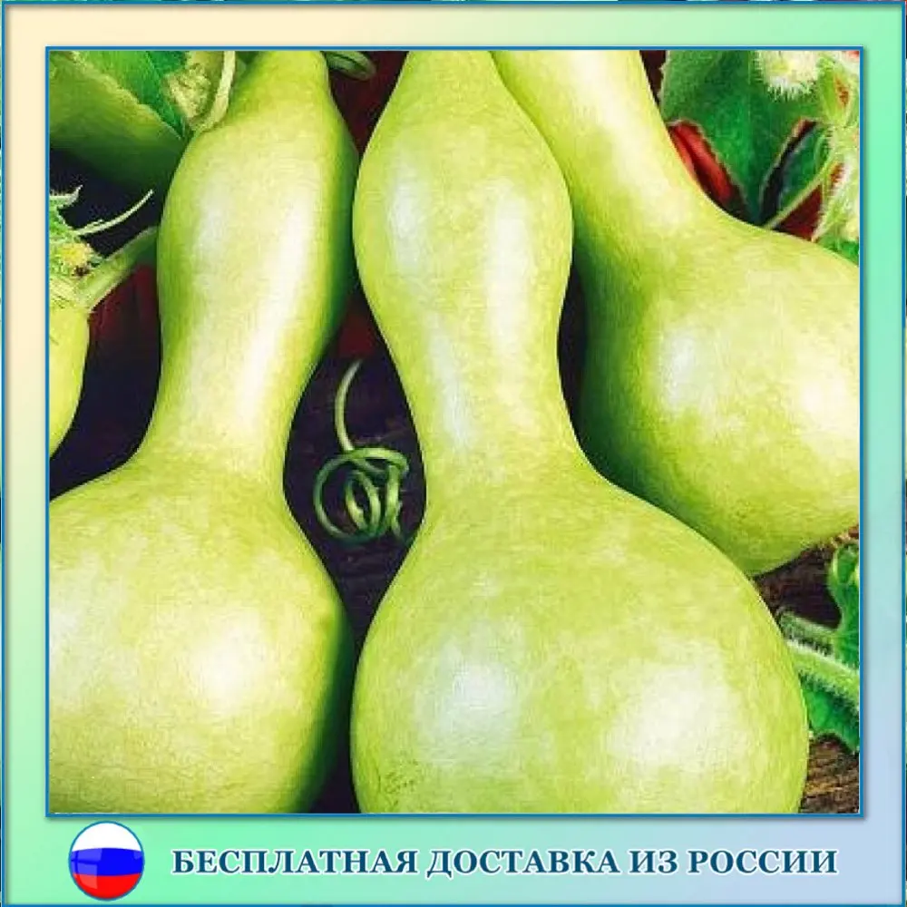 Тыква Декоративная Купить Семена