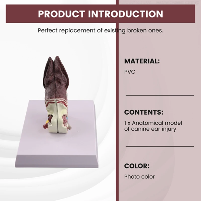 Модель анатомии животных для собак вспомогательная научная модель изучения