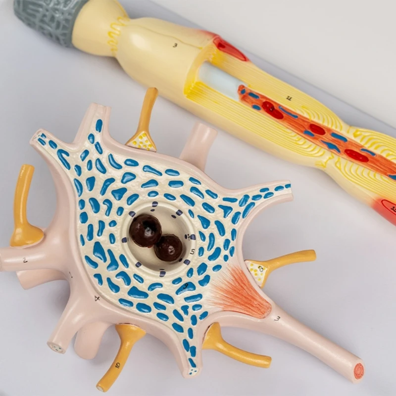 Медицинское обучение модель усиления структуры тела нейронов и нервных волокон