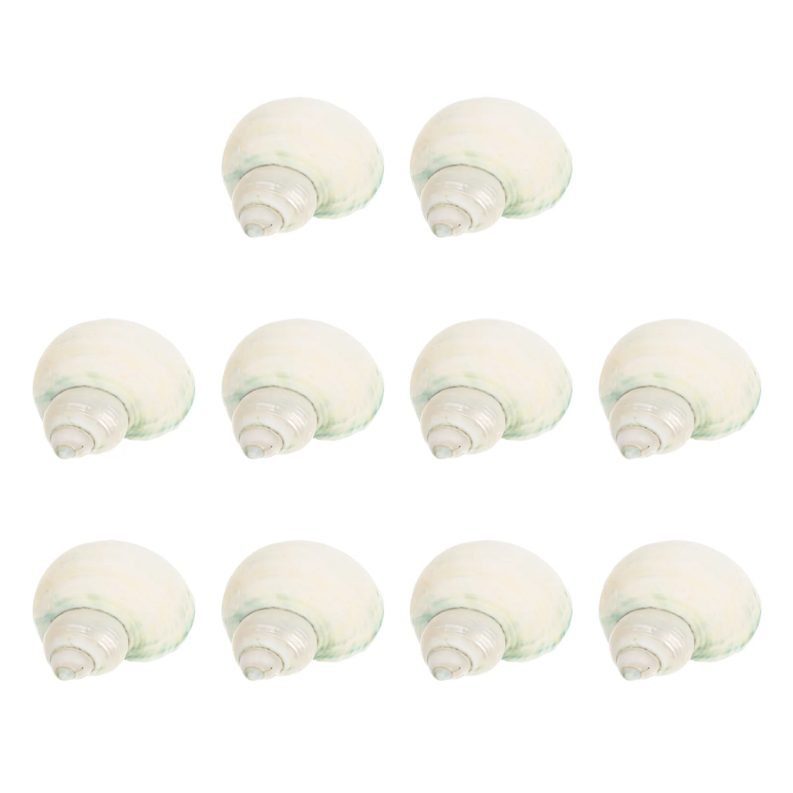 

Shells Hermit Fish Crab Conch Tank Shell Decorations Decor Aquarium Nature Crabs Ornaments Natural Supplies Themed Diy Adorn
