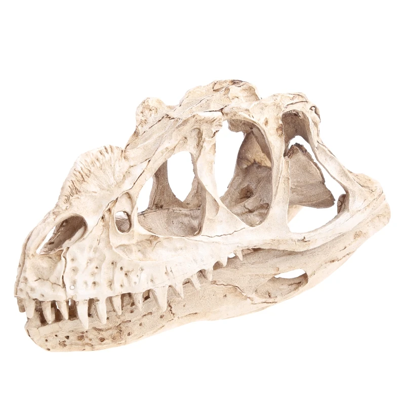 

Ceratosaurus Dinosaur Skull Resin Crafts Skeleton Teaching Model Halloween Home Office Decoration