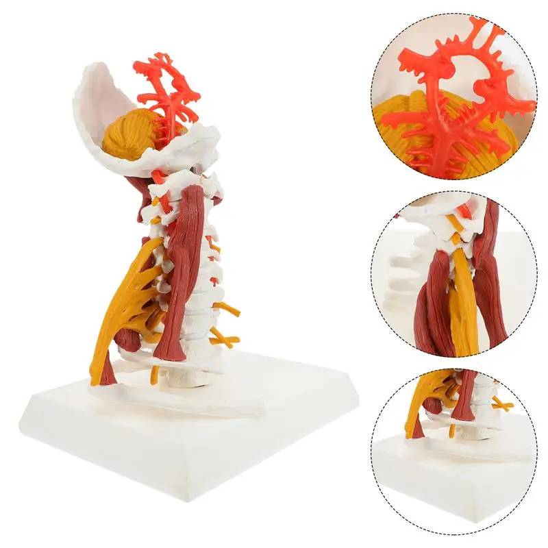

Human Cervical Vertebra Model Medical Teaching Cervical Spine Model for Display