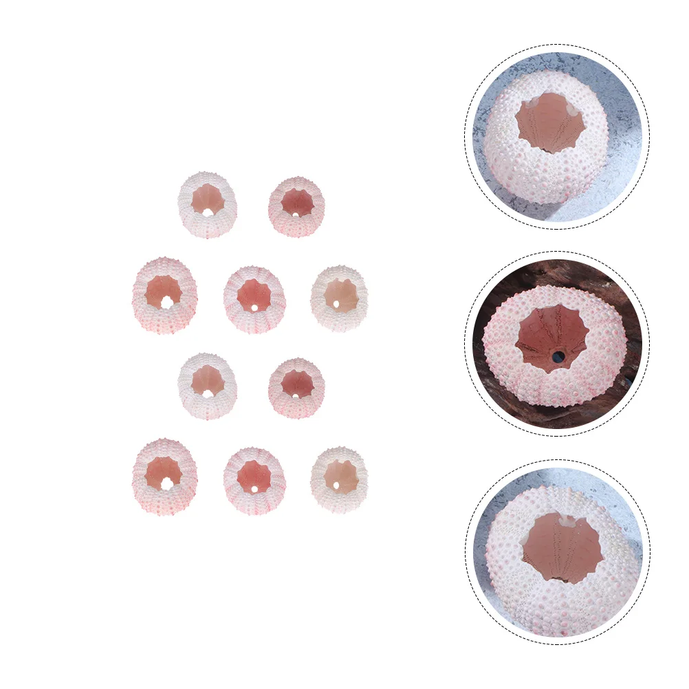 

10Pcs Urchin Holder Miniature Seashells Urchin Air Plants Urchin Urchin Decor