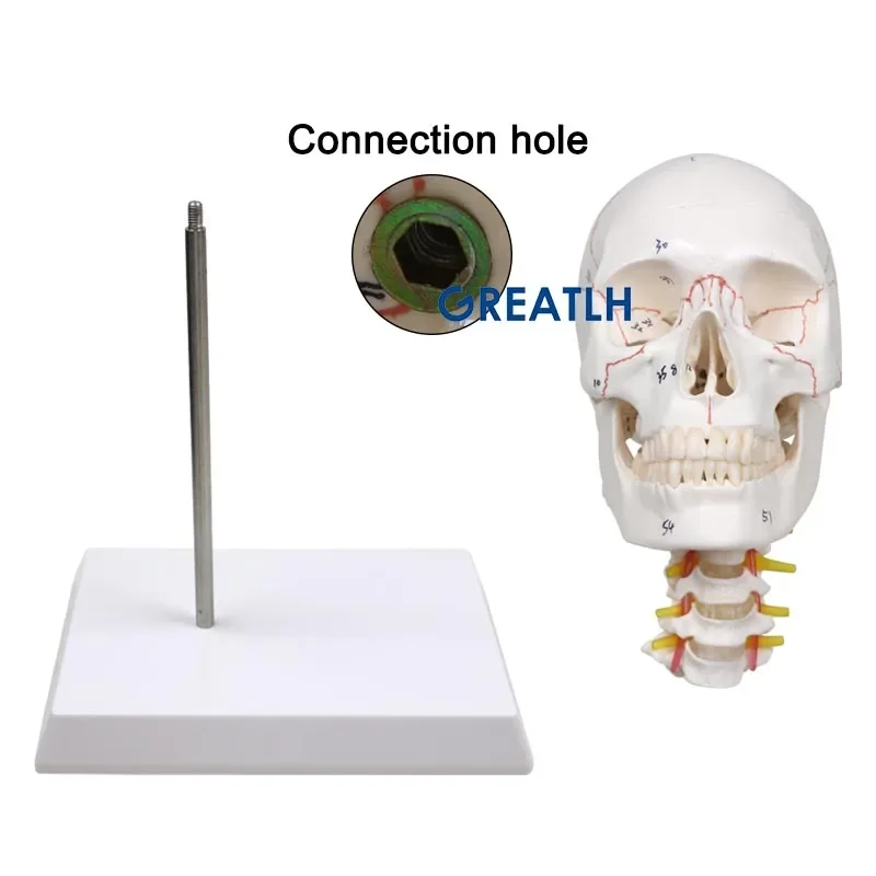 klaszka 1:1 model ludzkiej czaszki z modelem anatomicznym kręgu szyjnego naturalne artykuły medyczne naturalnej wielkości