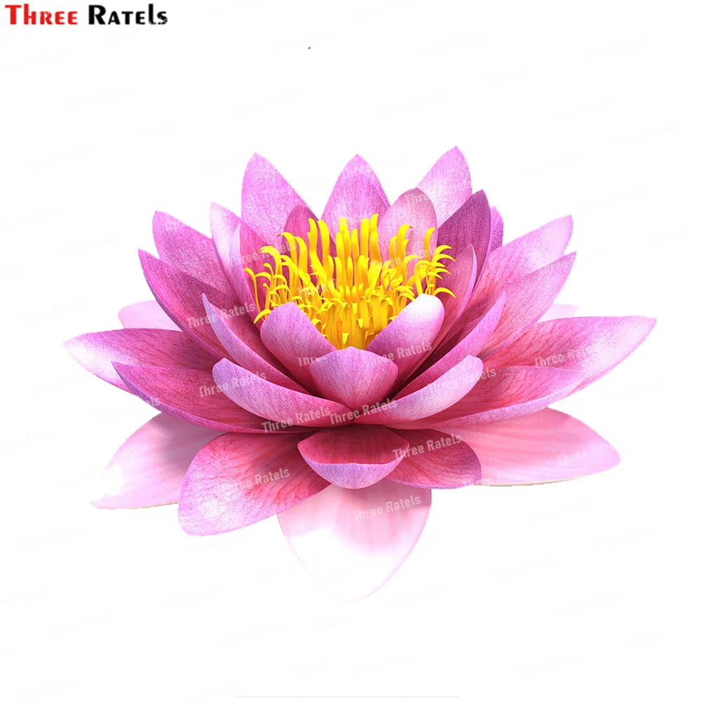 Три Ratels K552 Цветущая Нимфа Сиам фиолетовые Мультяшные фото наклейки домашний