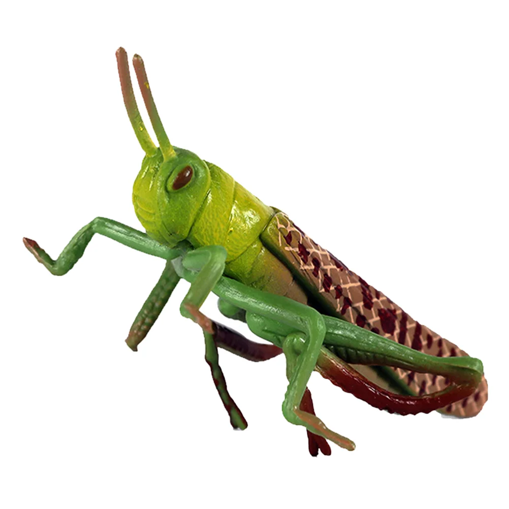 

Locust Animal Model Insect Cognitive Toys Toddlers Outdoor Decorative Grasshopper Funny Artificial Plastic