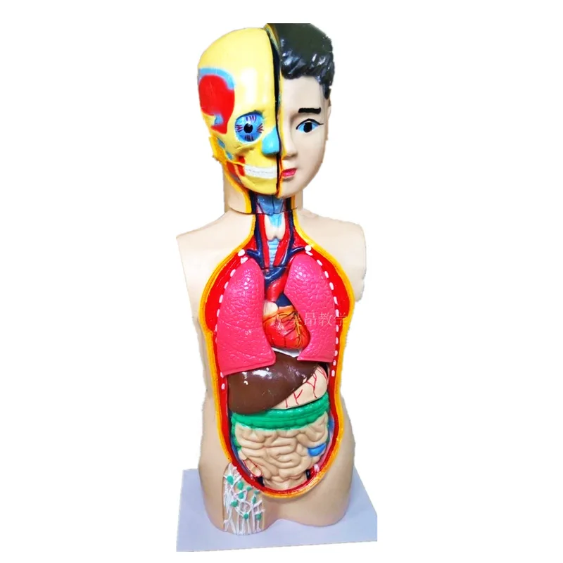 Juvenile Human Body Half Body Model 65cm Middle School Student Biological Science Anatomy Trunk Model Primary School Detachable