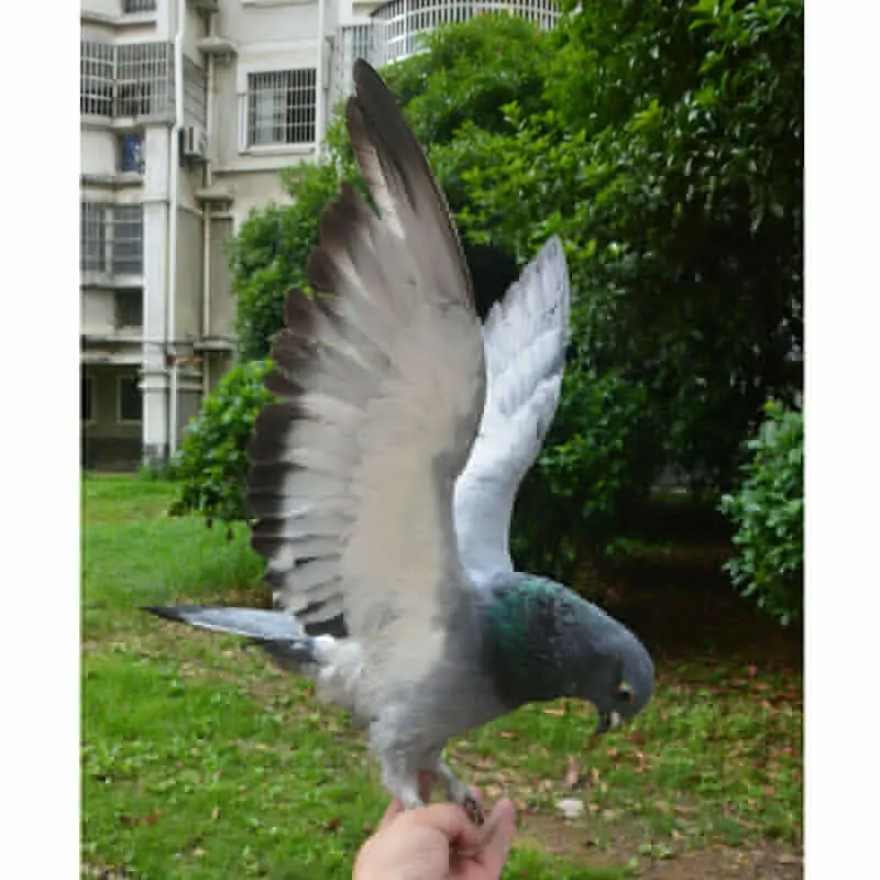 

1Pcs real Taxidermy Eurasian gray pigeon Columba specimen Teaching / Decoration