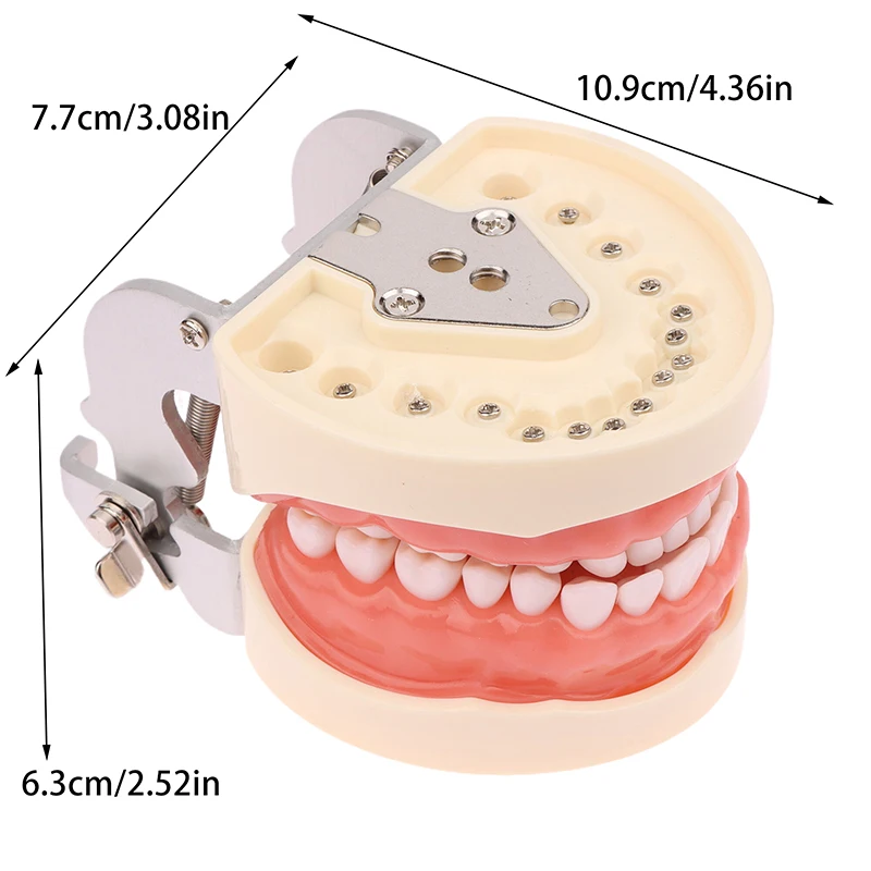 1 шт. 32 зубца обучающая модель стандартная стоматологическая ортодонтическая