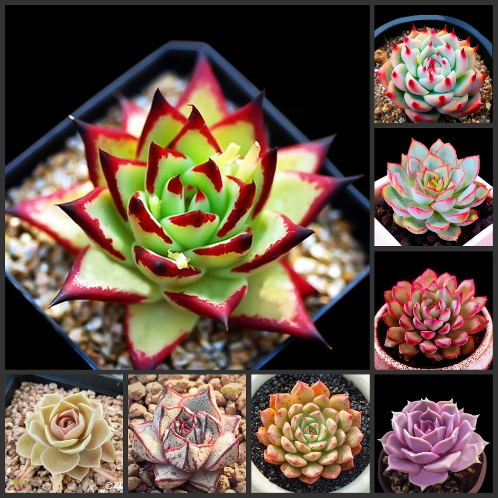 

50 шт./упаковка, семена Echeveria