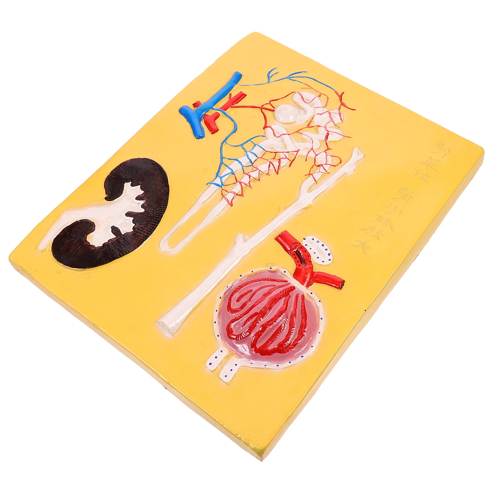 

1Pc Renal Corpuscle Nephron Model Fine Realistic Lifelike Middle School Prop Classroom Decor Gift