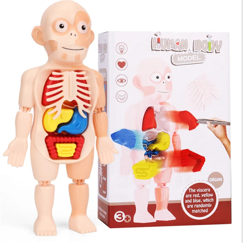 

3D Puzzle Human Body Anatomy Model Kid Montessori Educational Learning Organ Assembled Toy Body Organ Teaching Tool for Children