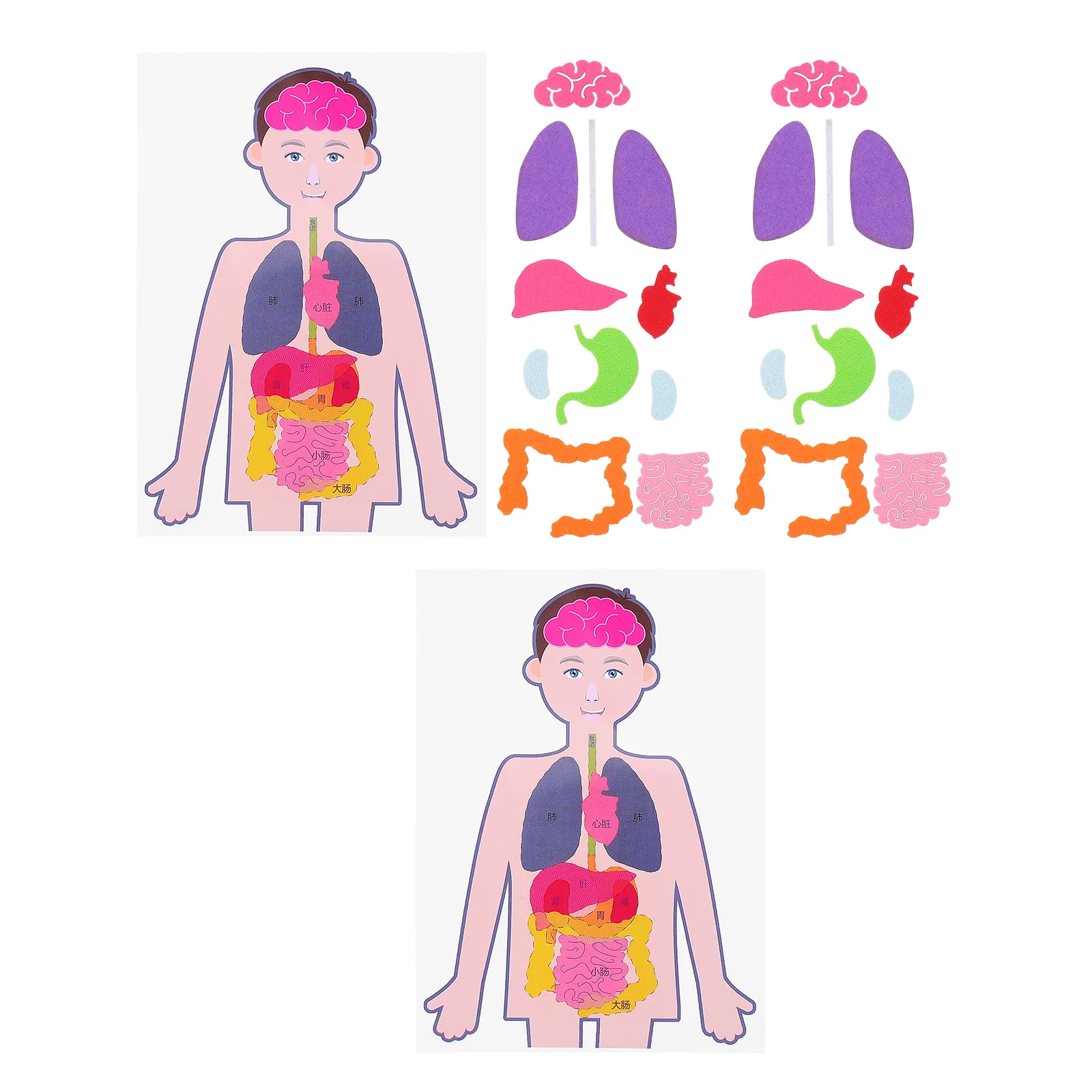 

2 Sets Kids Toy Children's Human Body Teaching Aids Torso Model DIY Organs Plaything Anatomy Chart Cognitive