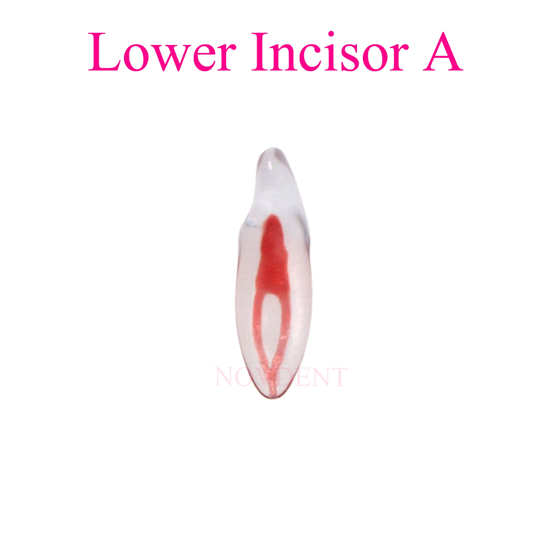 3D модель корневых каналов зубов тренировочная нижний инструмент терапия из