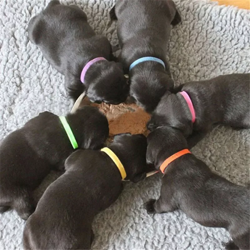 

2023New Pcs/Set Puppy Newborn Pets Identify Collars Adjustable Nylon Small Pet Dog Collars Kitten Necklace ID Puppy Collars