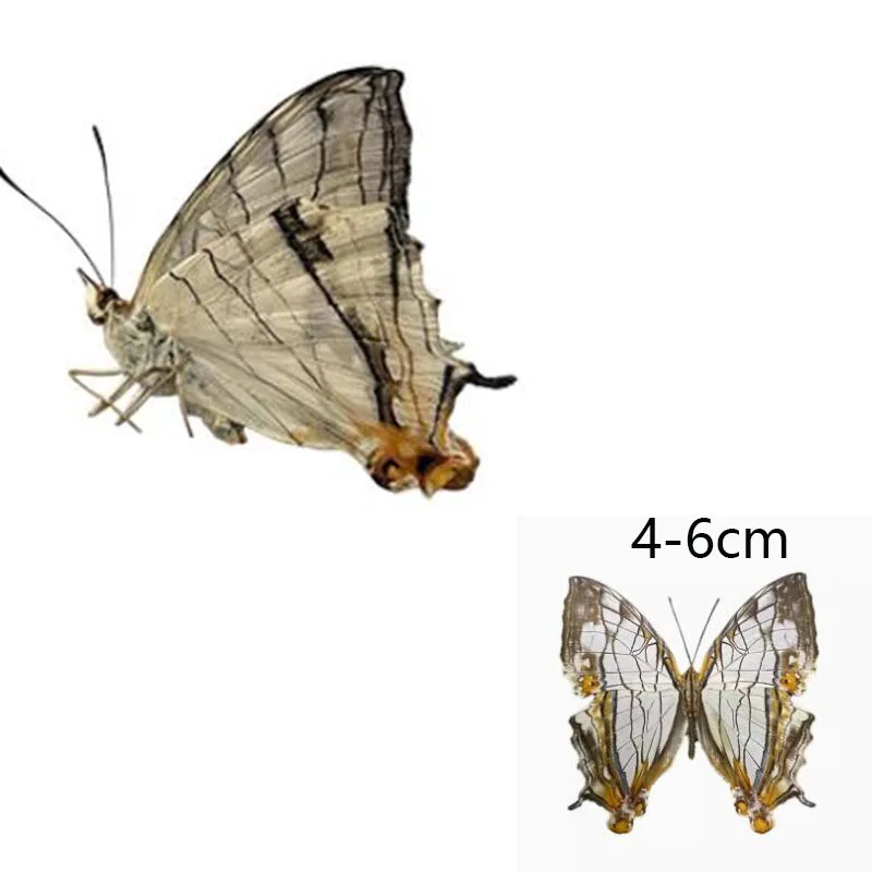 Образец бабочки с закрытыми крыльями настоящих бабочек. Идеально подходит для