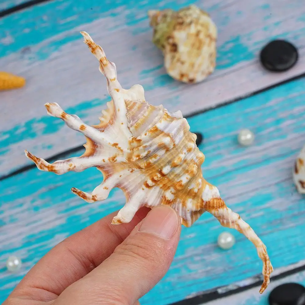 

Natural Large Beautiful Rare Sea Shell Conch Spider Conch Scorpion Shell Tank Natural Landscape Fish 10-14cm Aquarium Decor M5R7