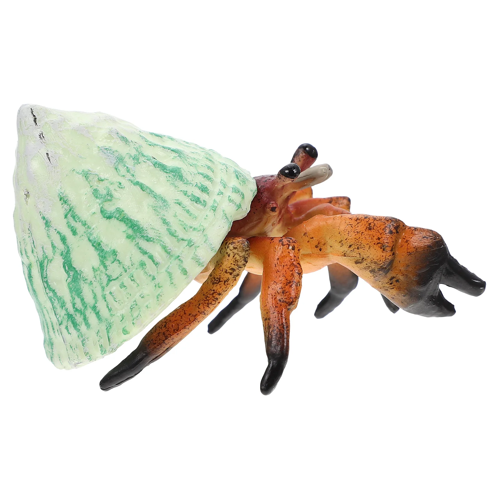 

Lifelike Simulation Hermit Crab Model Biological Model for Children Cognition