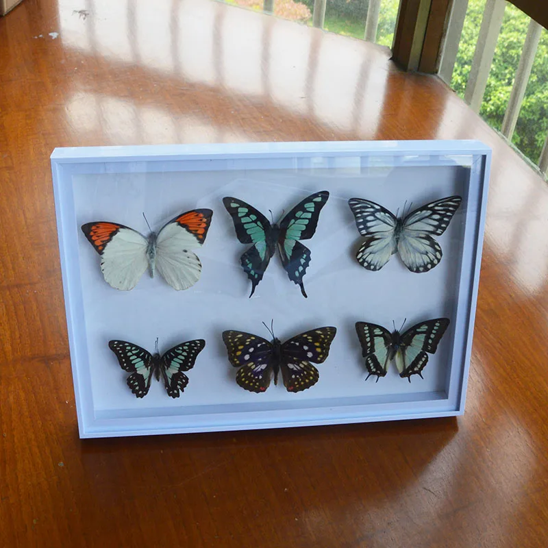 

1 set=6pcs Pretty Butterfly Real Specimen Education Material Collection/Butterfly Specimen Artwork Material Decor