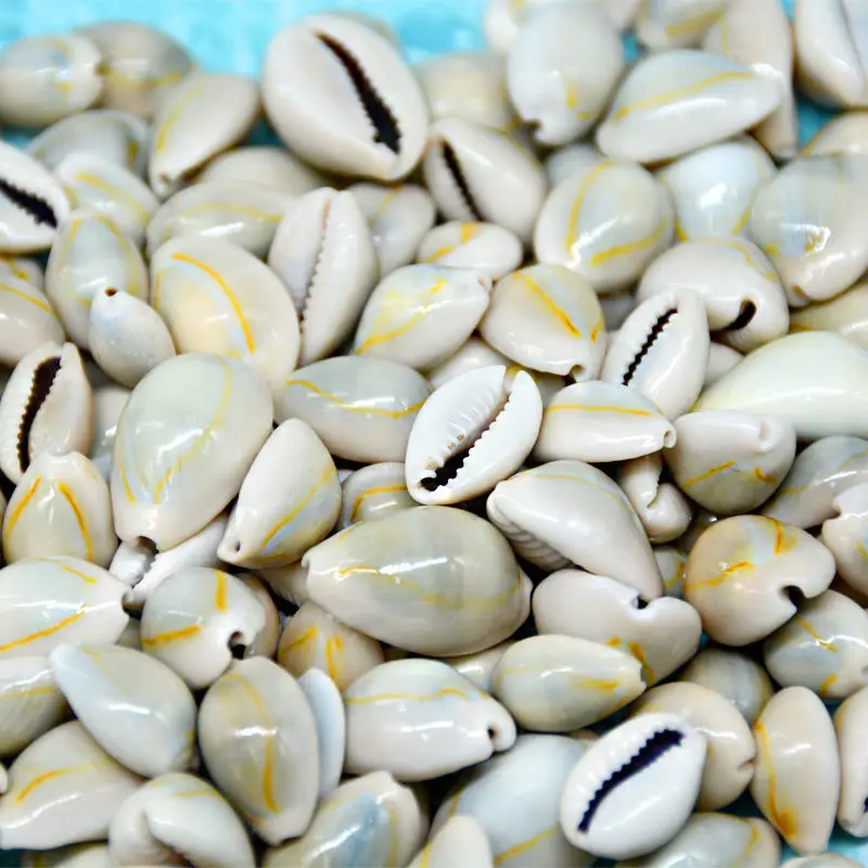 

50pcs Cute Shells Natural Conch Shells Handmade DIY Accessories Home Artwork Ornaments Fish Tank Aquarium Ornaments Decoration