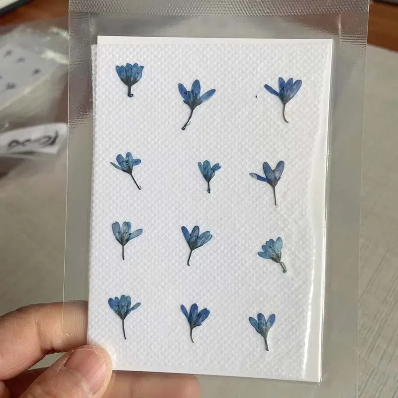 

Натуральные сухие цветы Speedwell NYAConfetti