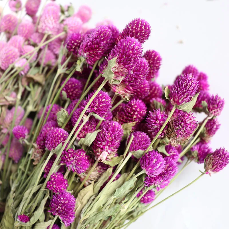 

Natural Globe Amaranth Preserved Dried Flowers 50g for Wedding Party Decoration Farmhouse Holiday Home Decor DIY Bouquet Gift