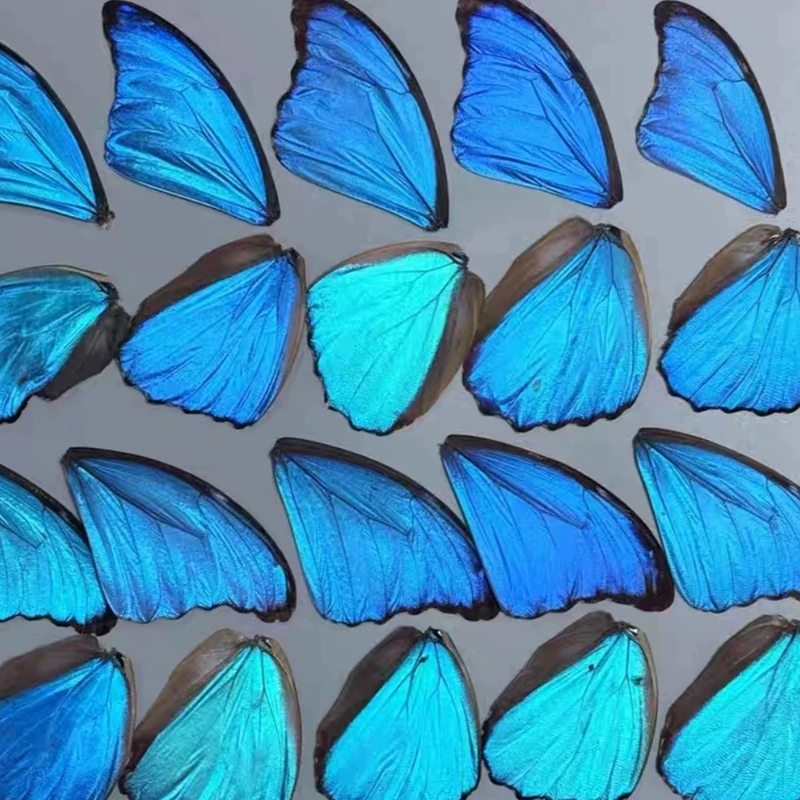 1 шт.2 шт.4 шт.10 шт. Синие крылья бабочки Морфо (Morpho menelaus) для таксидермии, уникальный энтомологический декор, подарок ручной работы для любителей природы (art.: 3920da331dcc8) - 3920da331dcc8