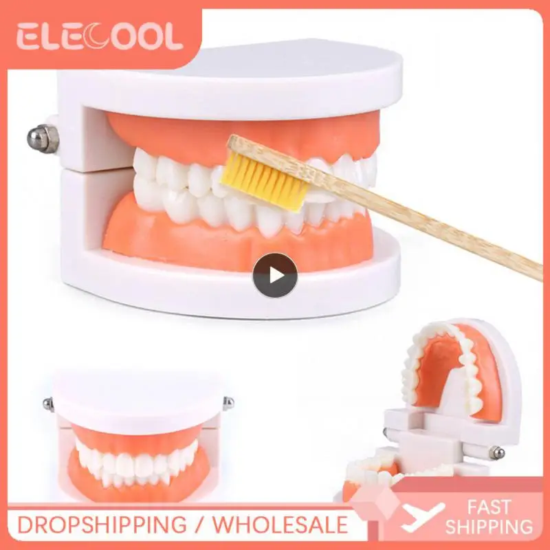 Модель зубов для взрослых обучающее исследование демонстрационная белая модель