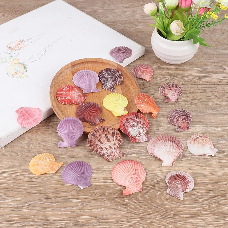 

New 20pcs Colorful Natural Seashells Decorations Scallop Shells Crafts Decor Ornament