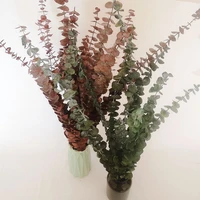 10pcs natural eucalyptus leaves dried flower dried eucalyptus leaves real plant diy wedding home decoreucalyptus branches stems