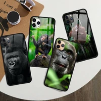 monkey gorilla ape baby phone case tempered glass for iphone 11 12 13 pro max mini 6 7 8 plus x xs xr