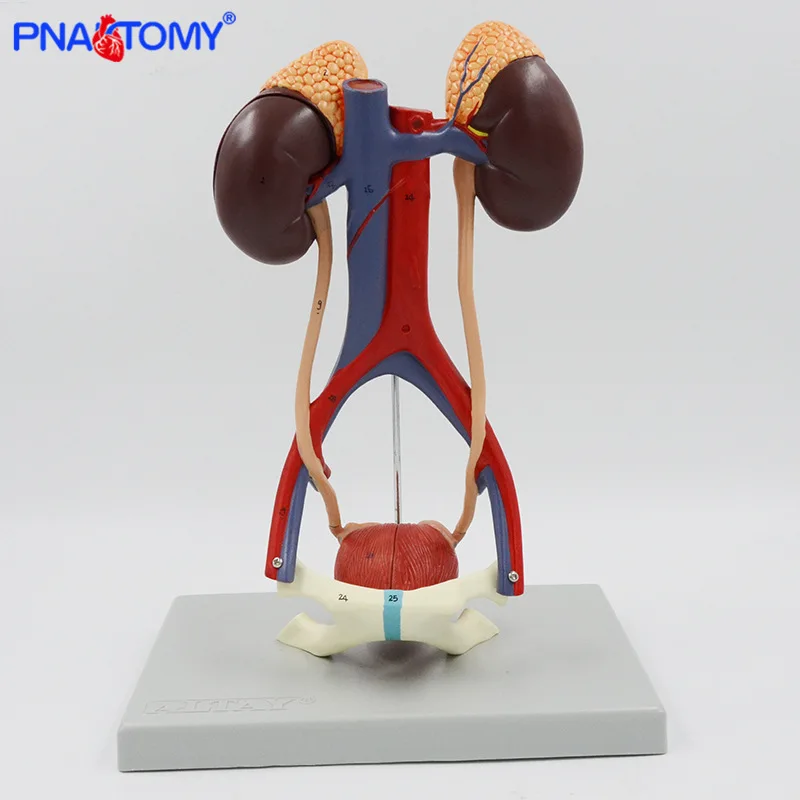 Модель мочевыделительной системы почечный анатомический пузырь