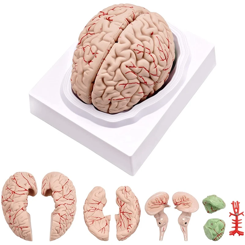 

Модель человеческого мозга, модель анатомии человеческого мозга в натуральный размер с демонстрационной основой, для научного класса, учебы и обучения