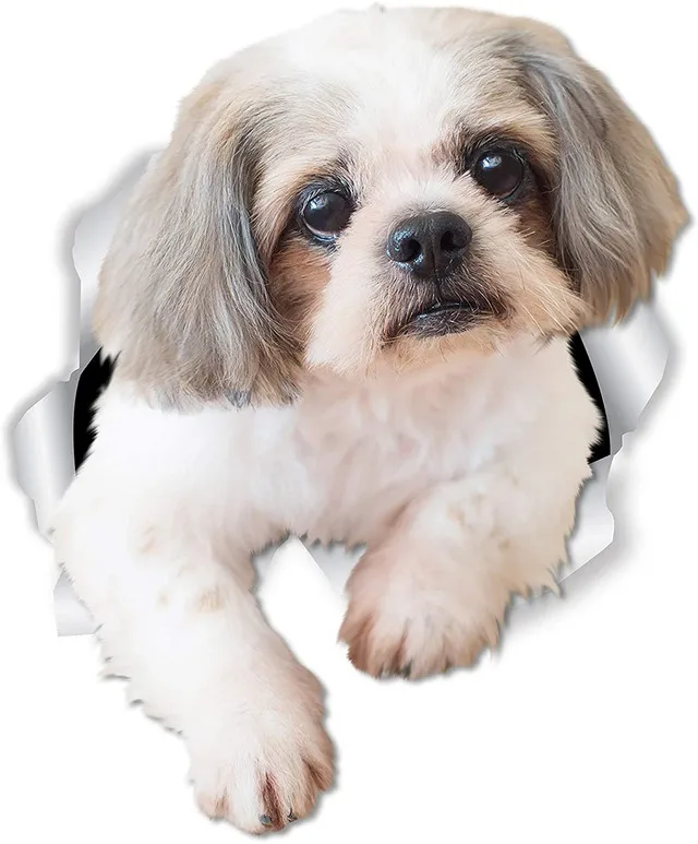 

Shih Tzu dog car Sticker Bonding 18 Cm
