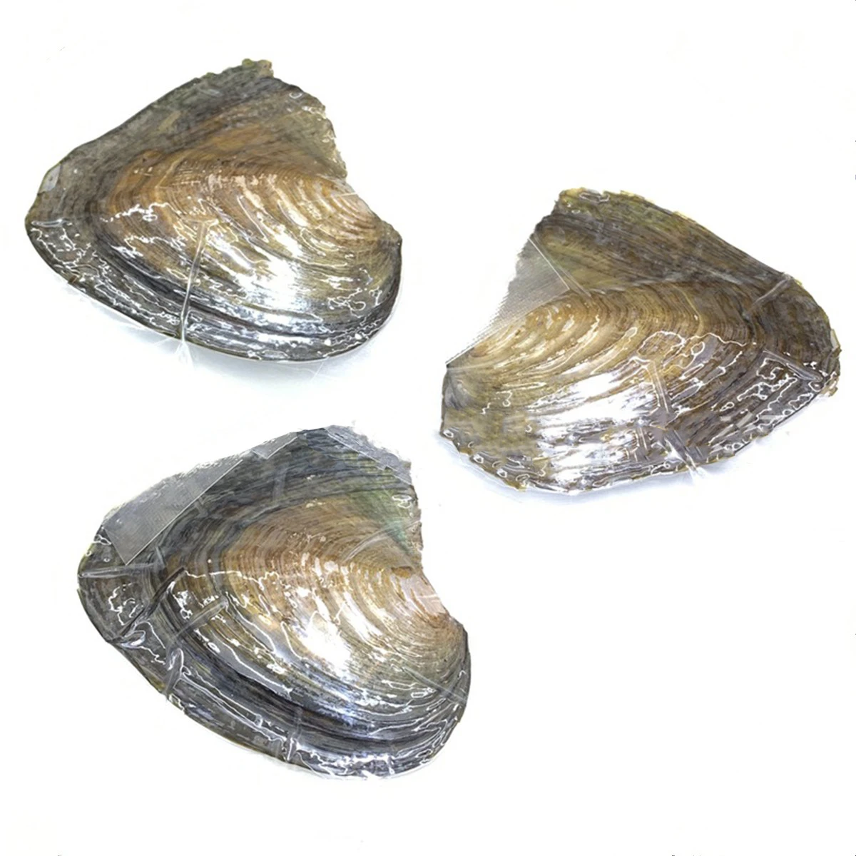2 шт. натуральный Akoya Pearl Oysters реальный фотографический подарок