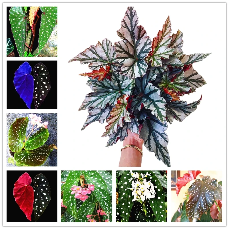 

100 шт., леопардовые благовония