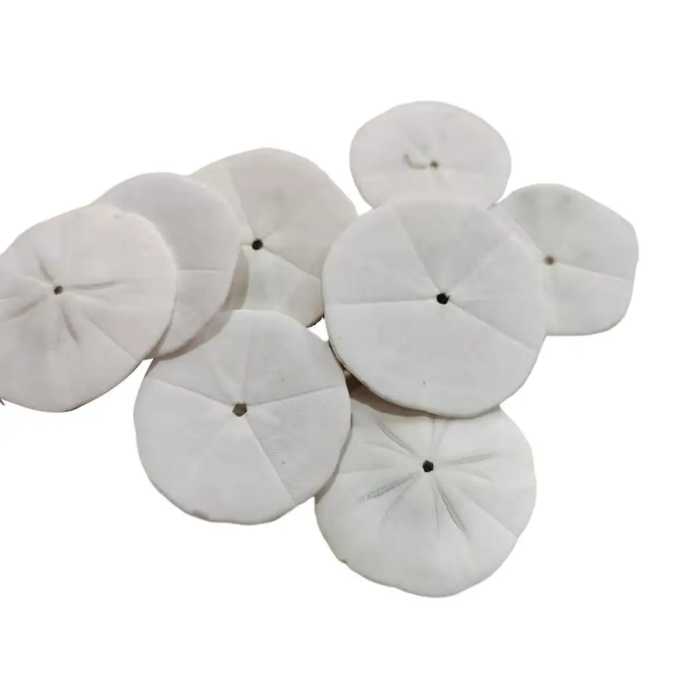 

1/2/8pcs Natural Rare Sea Urchin Shells Scallop Seashell Beach Diy Ocean Wedding Specimen Ornaments Decorations Craft Home Deco