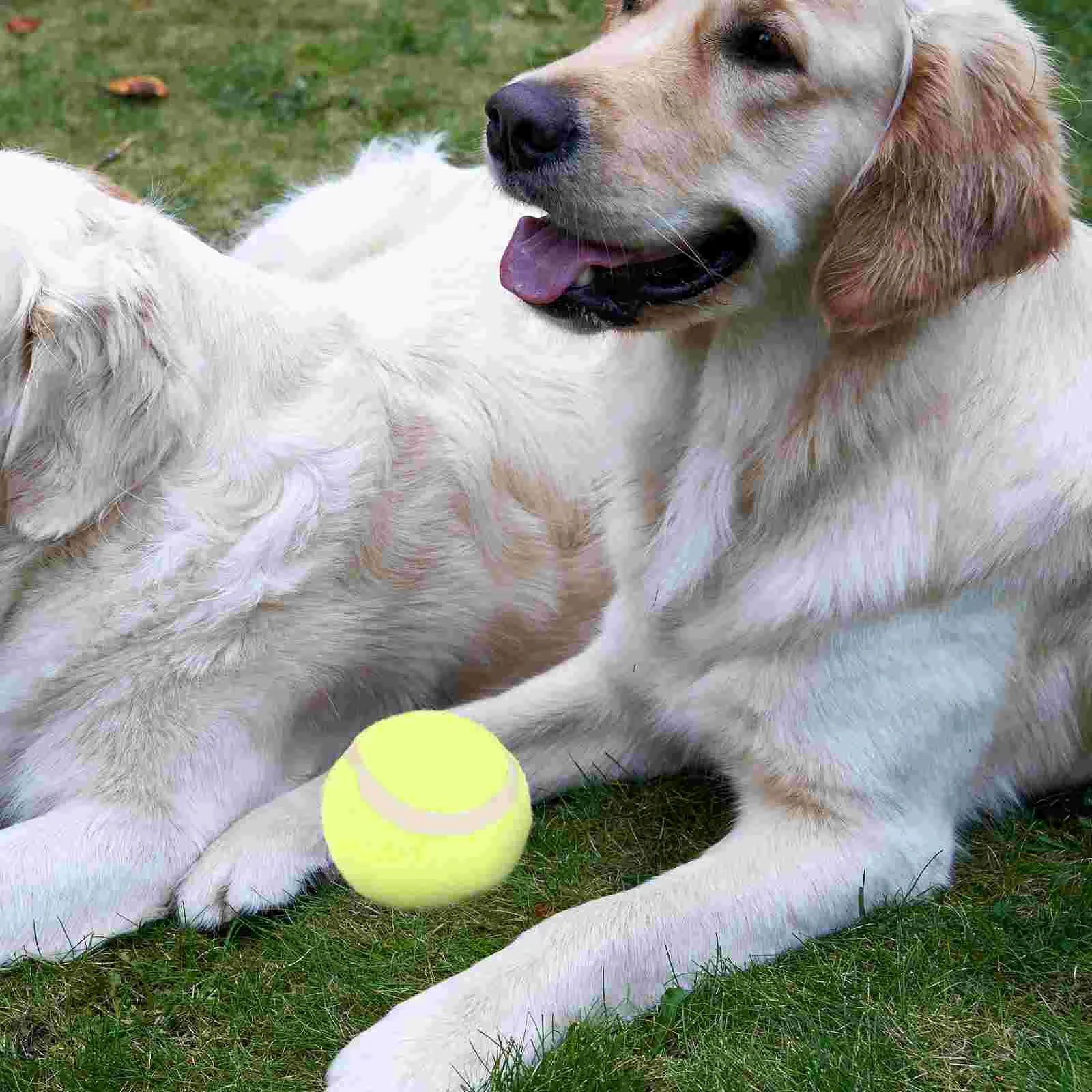 

Pick The Ball Small Dog Toy Dogs Toys Aggressive Chewers Activity Balls Rubber Puppy