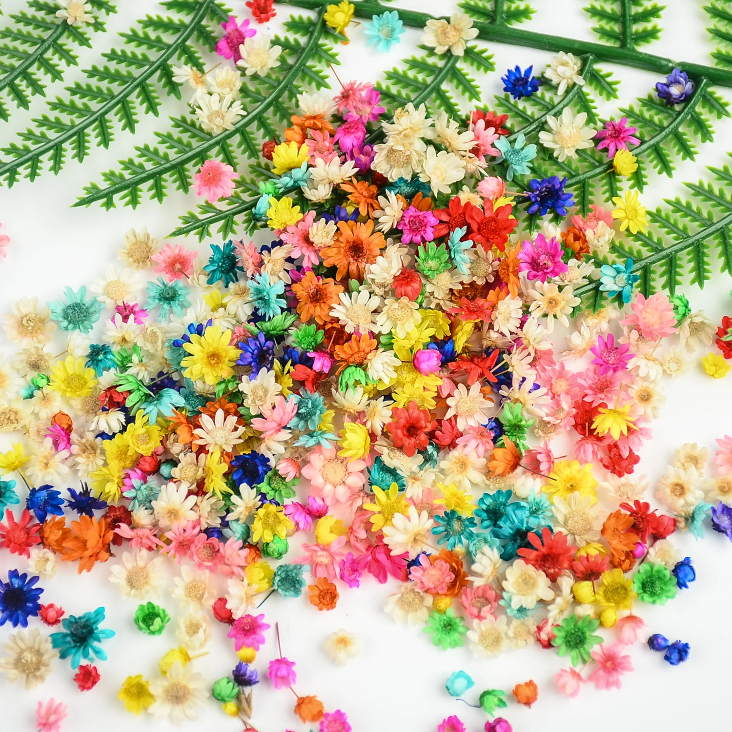 Natural Real Dried Flowers Small Little Star Flower DIY Craft Epoxy Real Eternal Life Flowers Jewelry Wedding Home Decoration