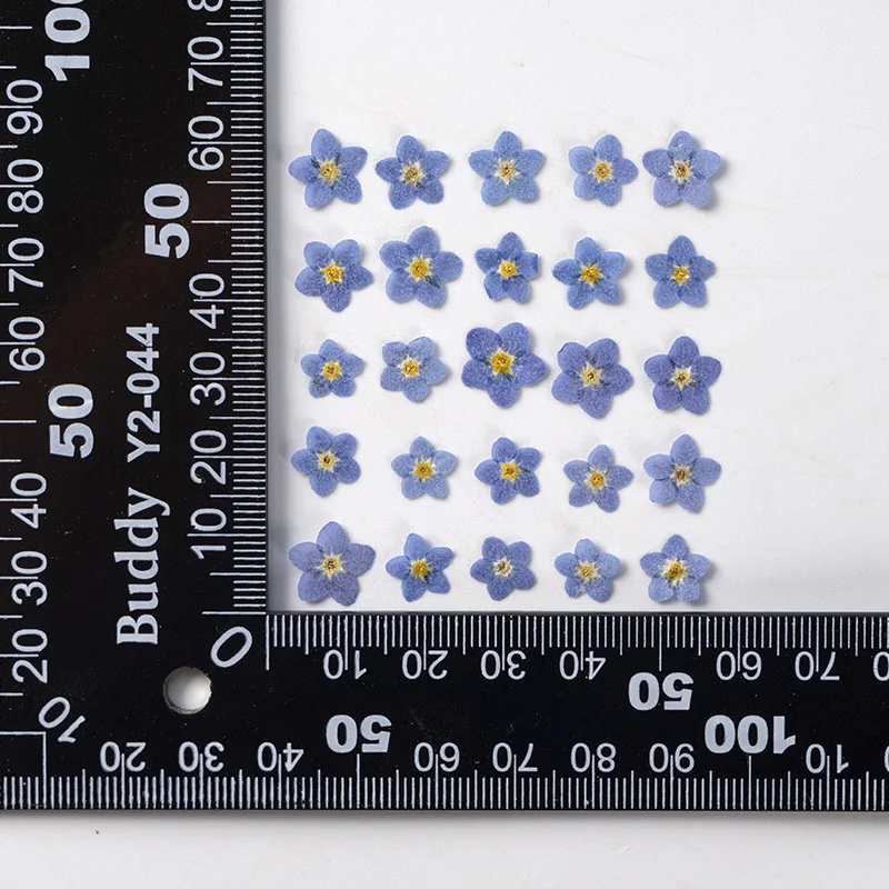 Высушенный цветок YUNZHI миосотиса силватика сделай сам капельный клей
