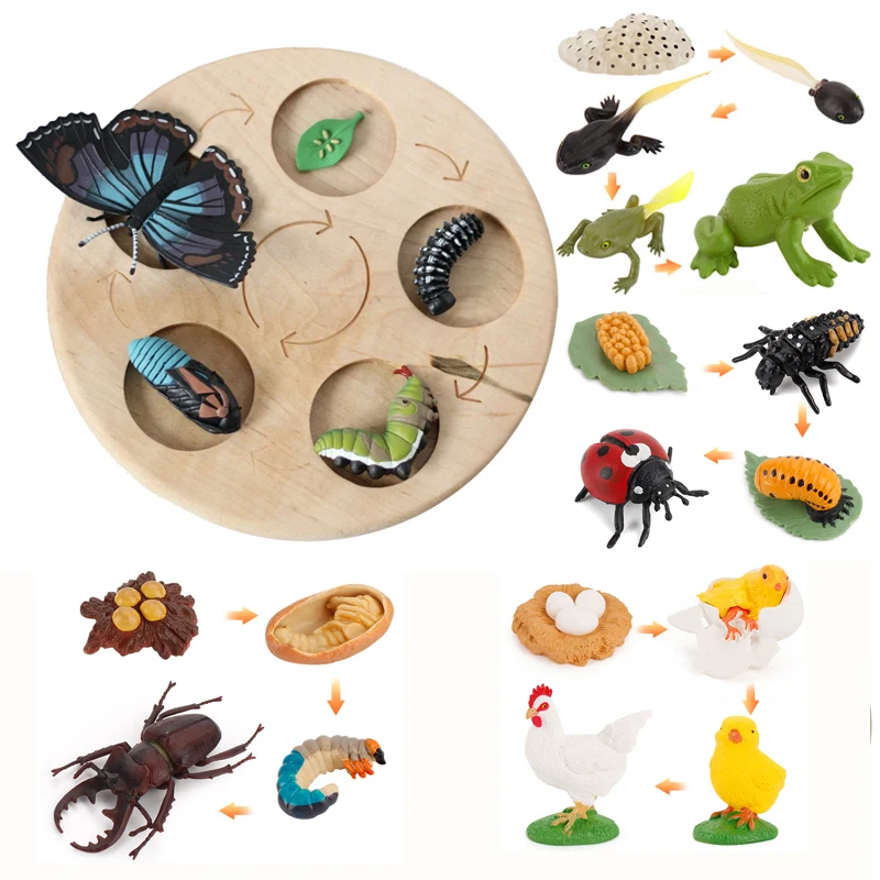 

Animal Growth Cycle Model Set Children Educational Toys Montessori Teaching Aids Plant Life Cycle Board Preschool Cognitive Toys