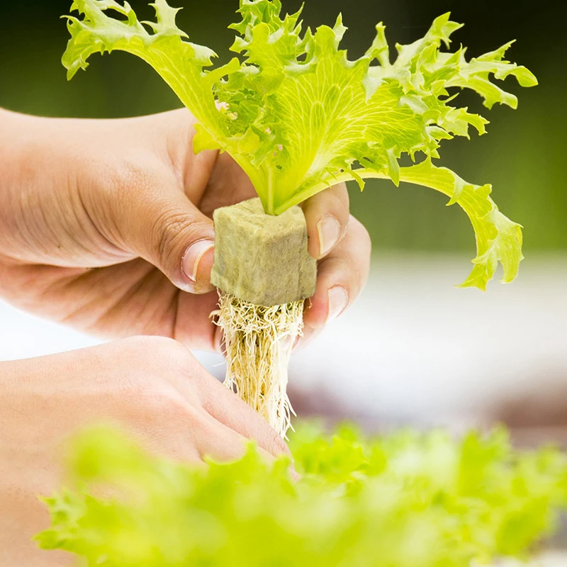 36/50 шт. губки для выращивания растений