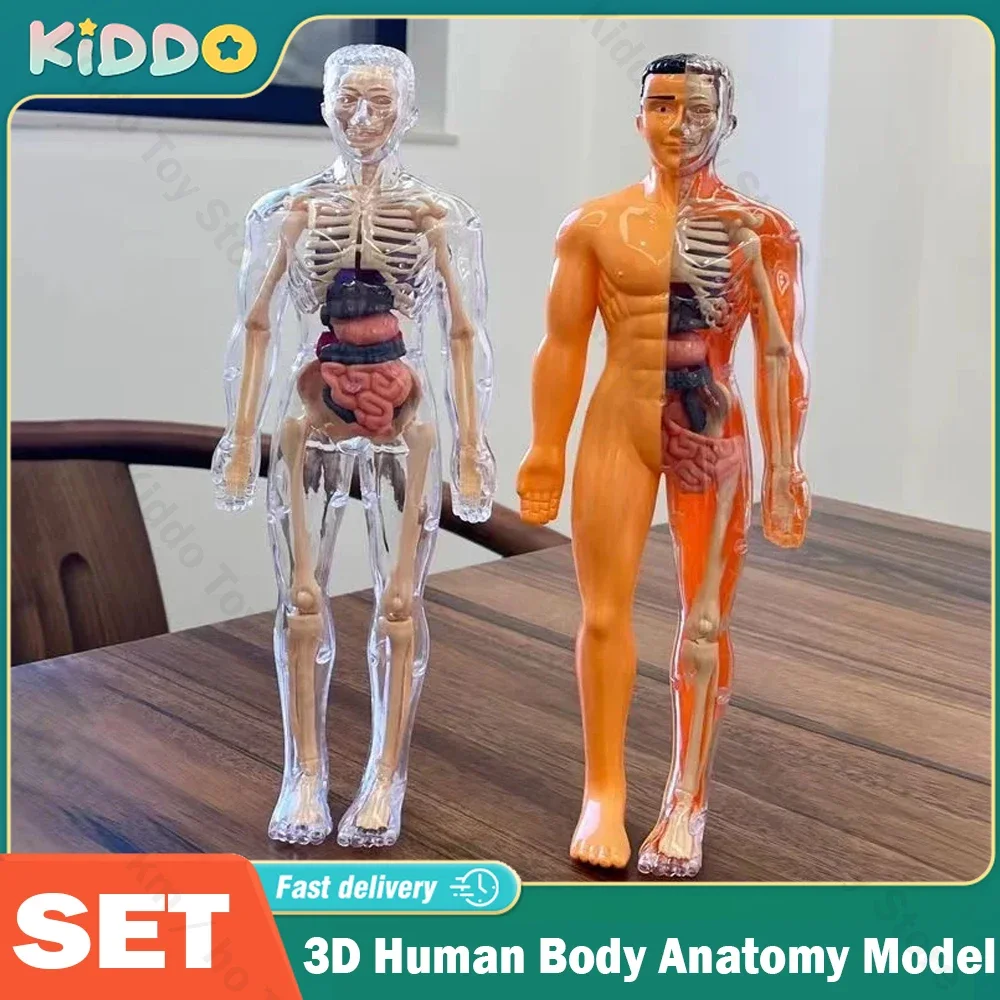 3d-модель для детей детская модель съемная имитация органов и скелета съемные