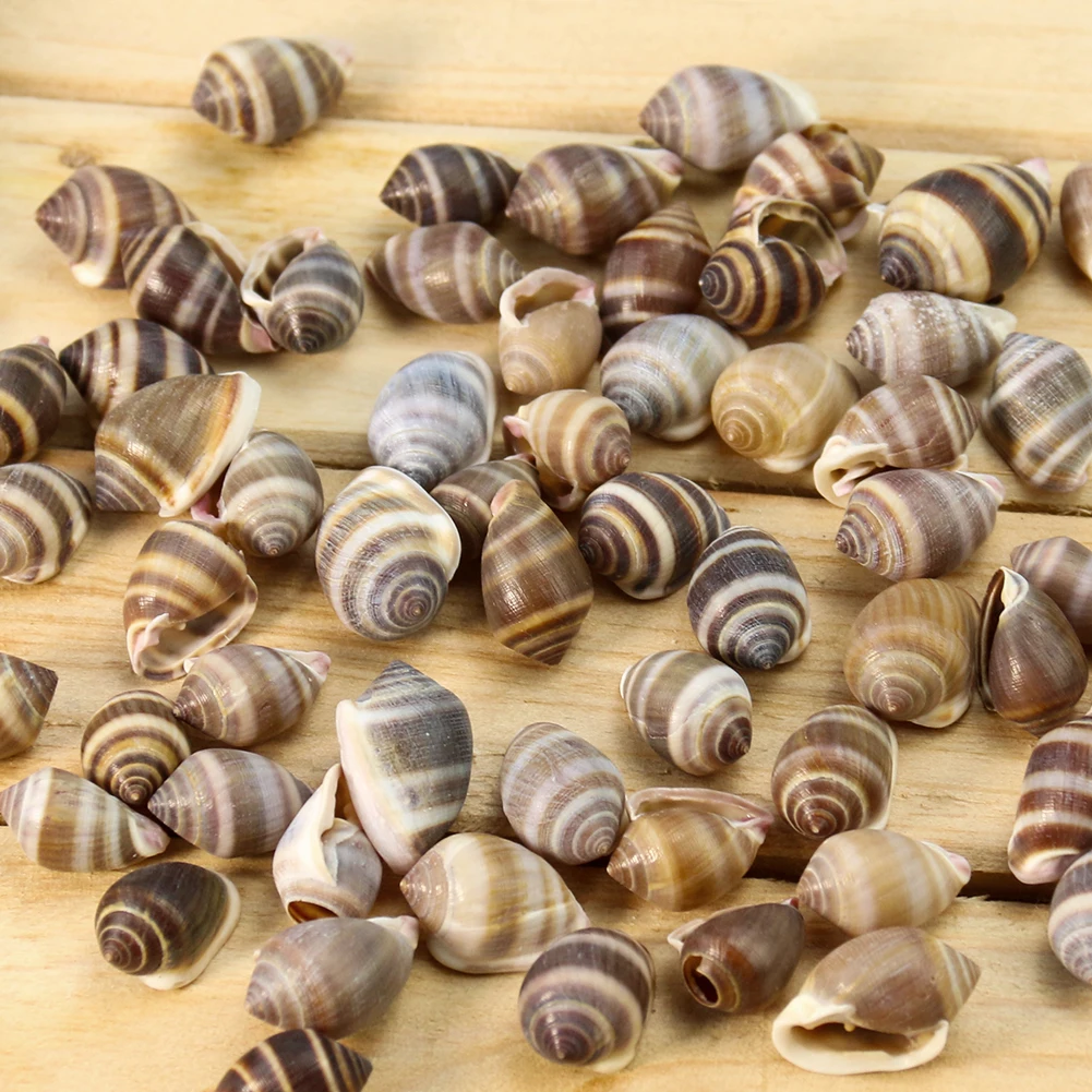 

5PC Natural Cassidula Nucleus Stripe Conch Seashell Nautical Collect Specimen Aquarium Landscaping Altar Supplies Ceremony Decor