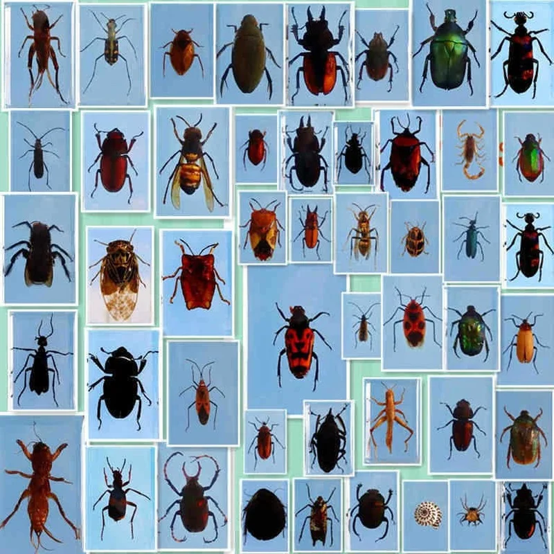

Real insect specimen crystal drop glue embedding children's science popularization gift insect stationery ornament home decor
