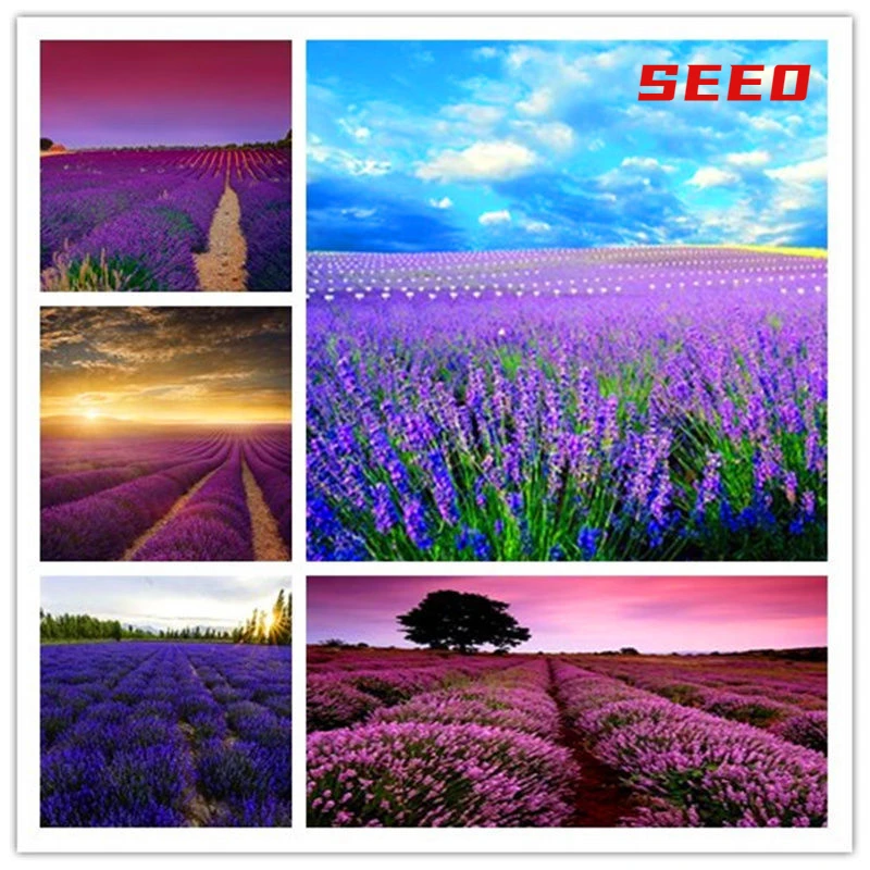 

provence lavender colorful flower 200/1000 Pcs